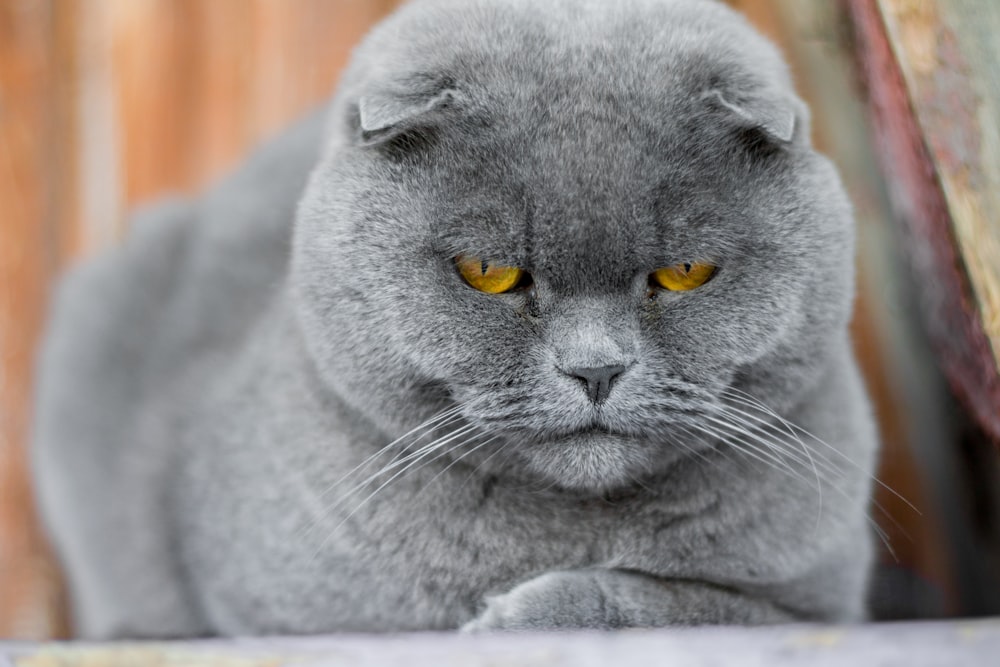 Un gatto grigio con gli occhi gialli seduti su una sedia