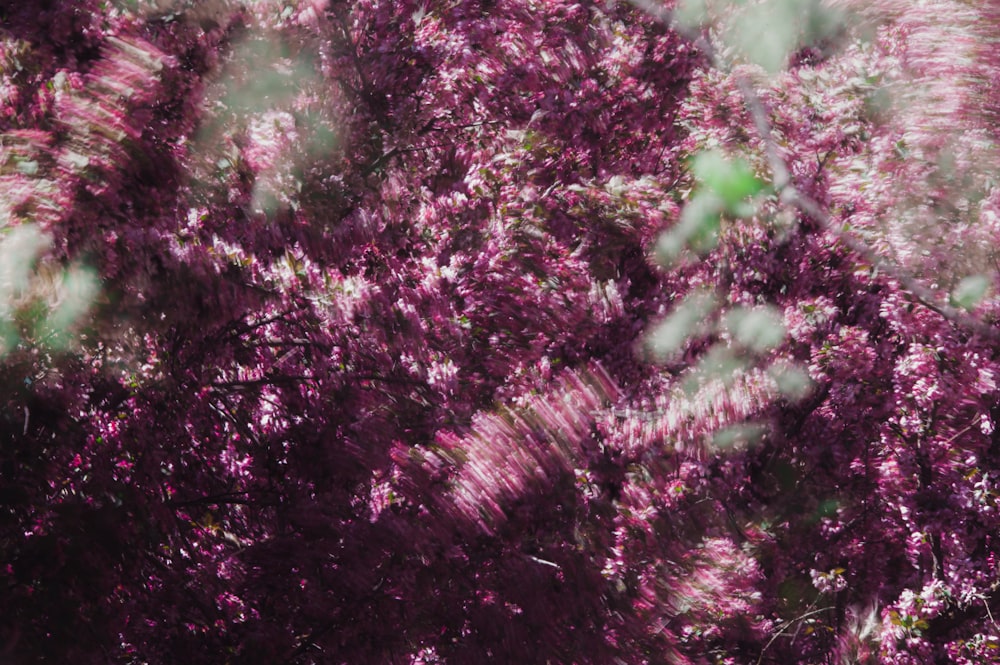 a close up of a tree with purple leaves