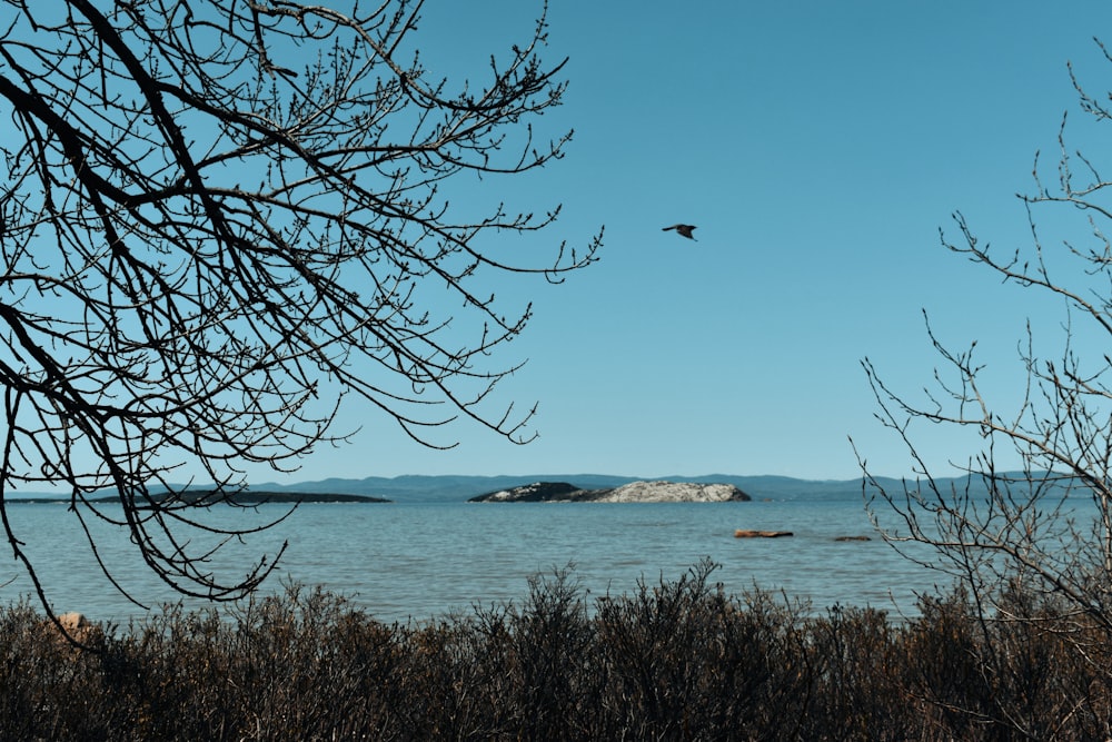 a bird flying over a body of water