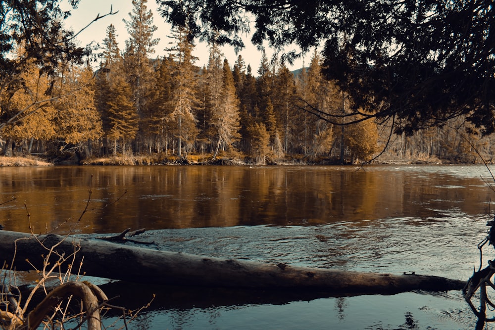 a man standing next to a river next to a forest