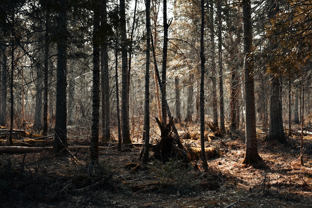 a forest filled with lots of tall trees