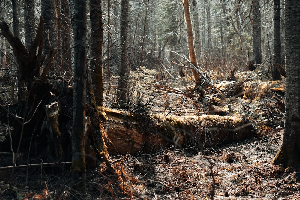 a forest filled with lots of tall trees