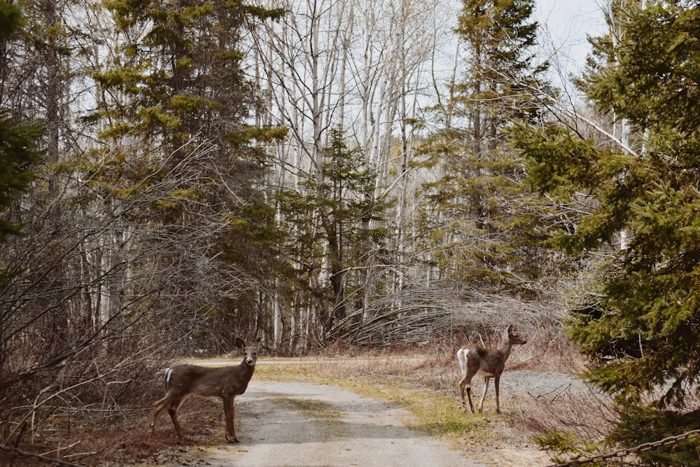a couple of deer standing on a dirt road