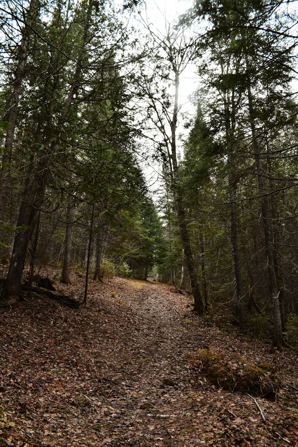 a trail in the woods with lots of leaves on the ground