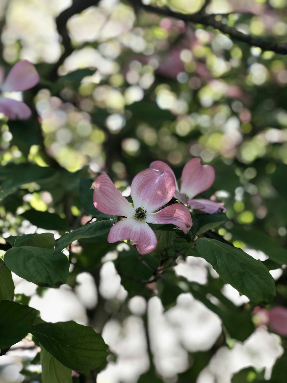 a pink flower is blooming on a tree