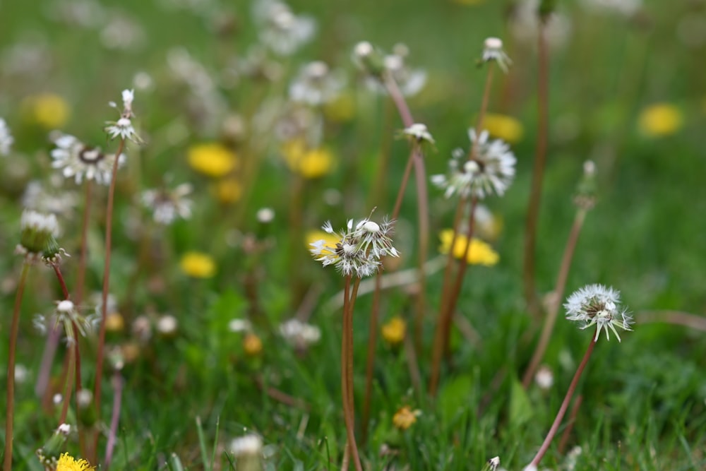 a bunch of flowers that are in the grass