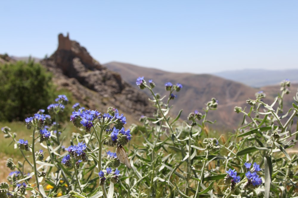 a field of blue flowers with mountains in the background