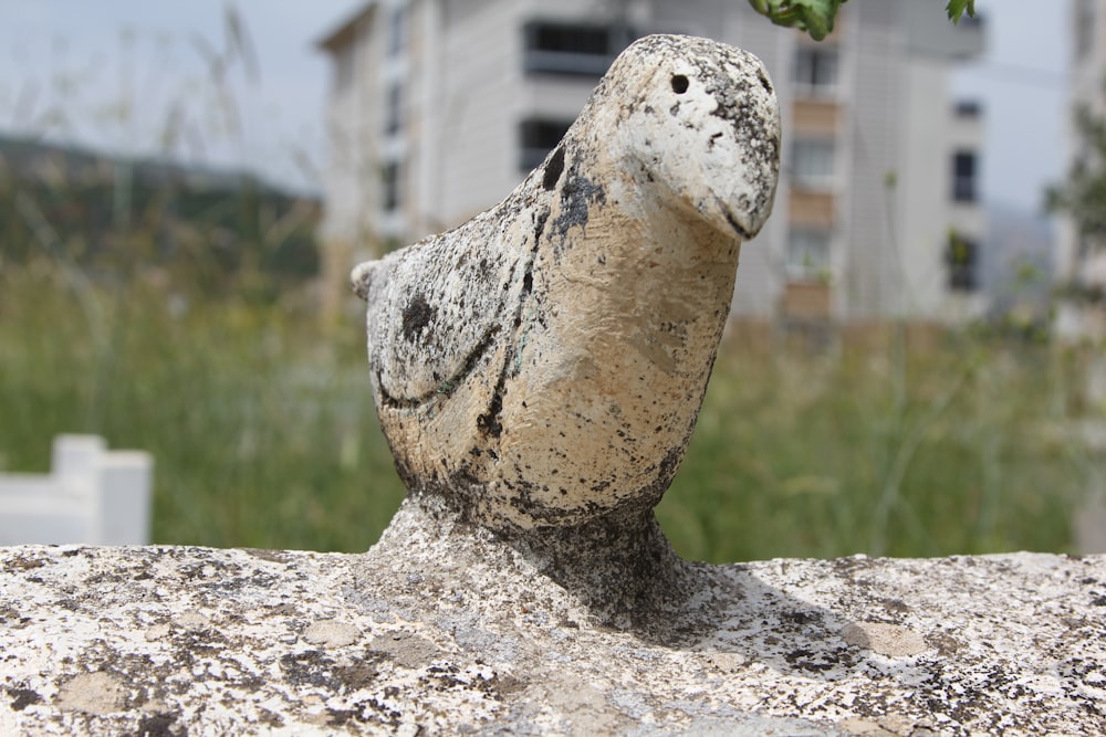 a rock with a plant growing out of it