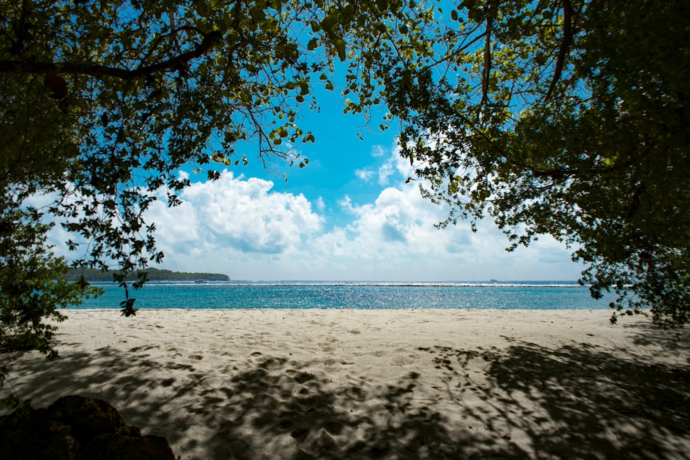 a view of a beach through some trees