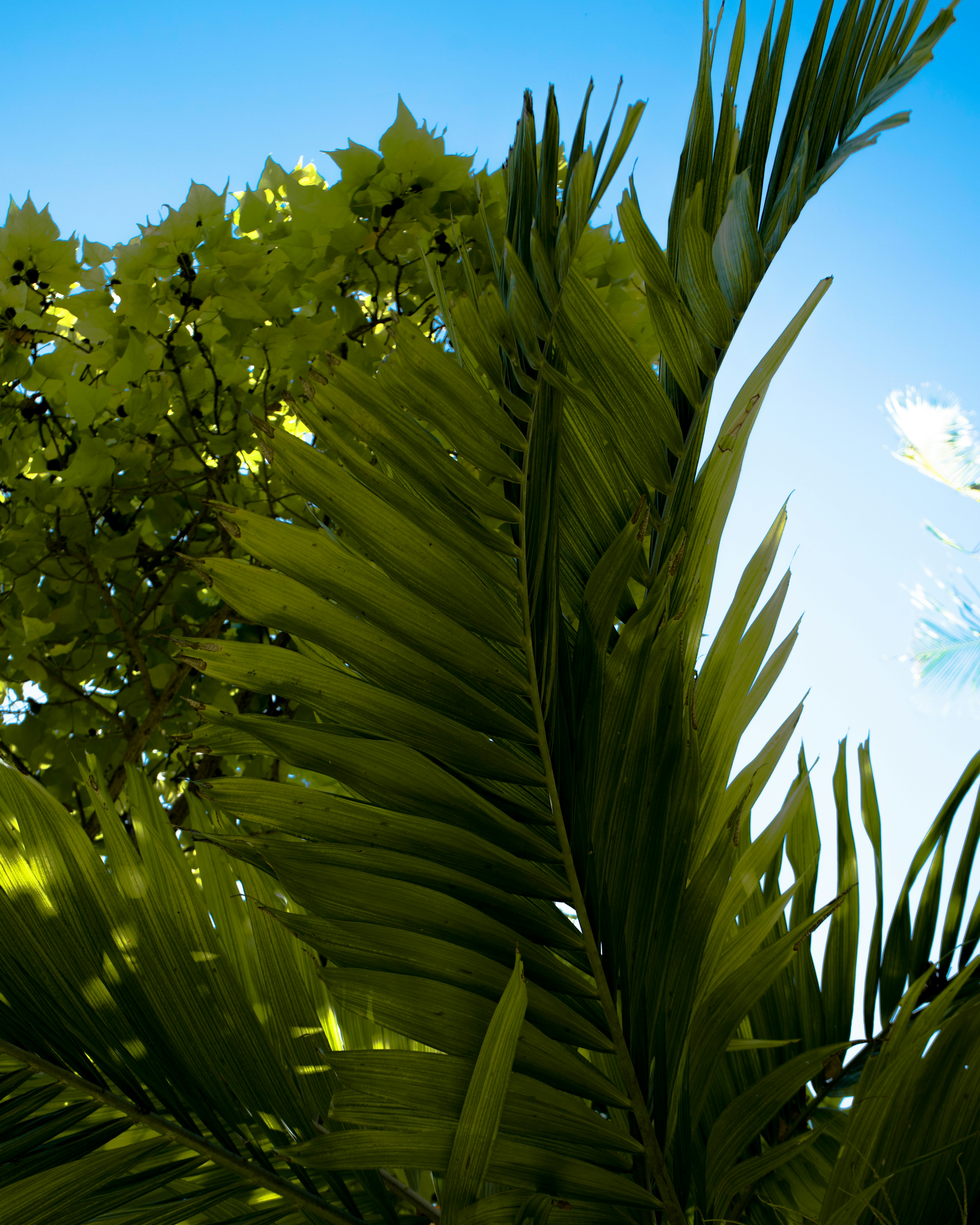 Gros plan d’un palmier avec un ciel bleu en arrière-plan