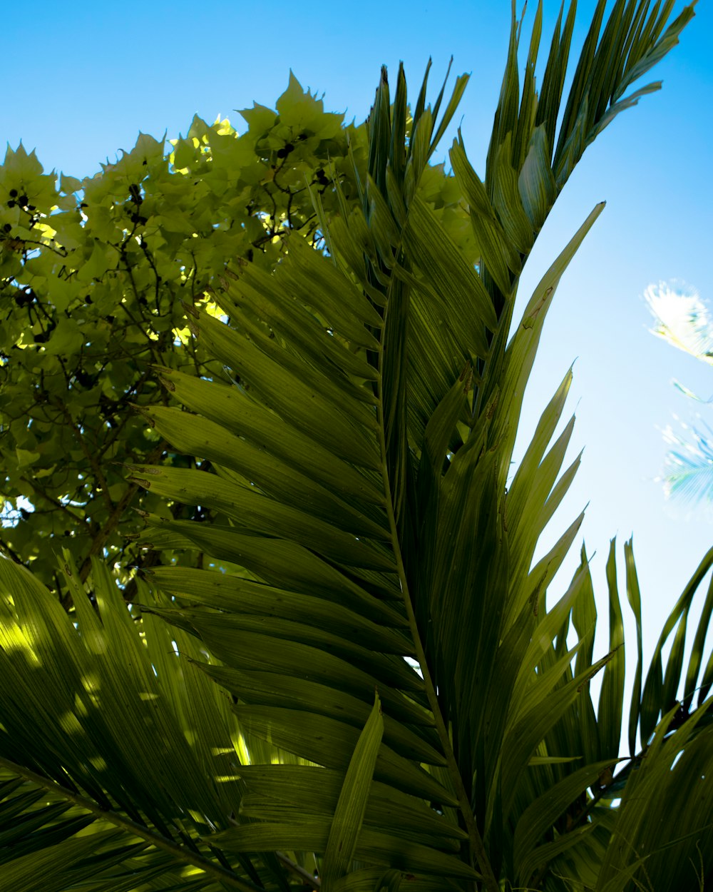 Un primer plano de una palmera con un cielo azul en el fondo