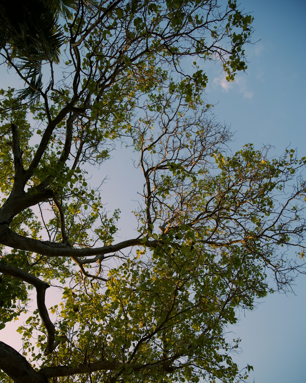 looking up at the branches of a tree against a blue sky