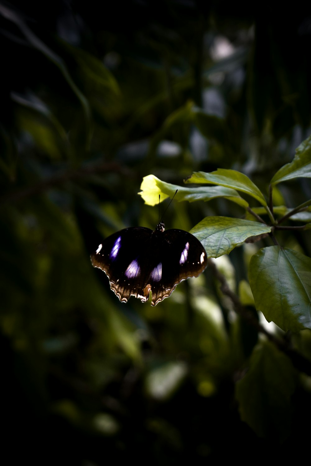 a butterfly sitting on top of a green leaf