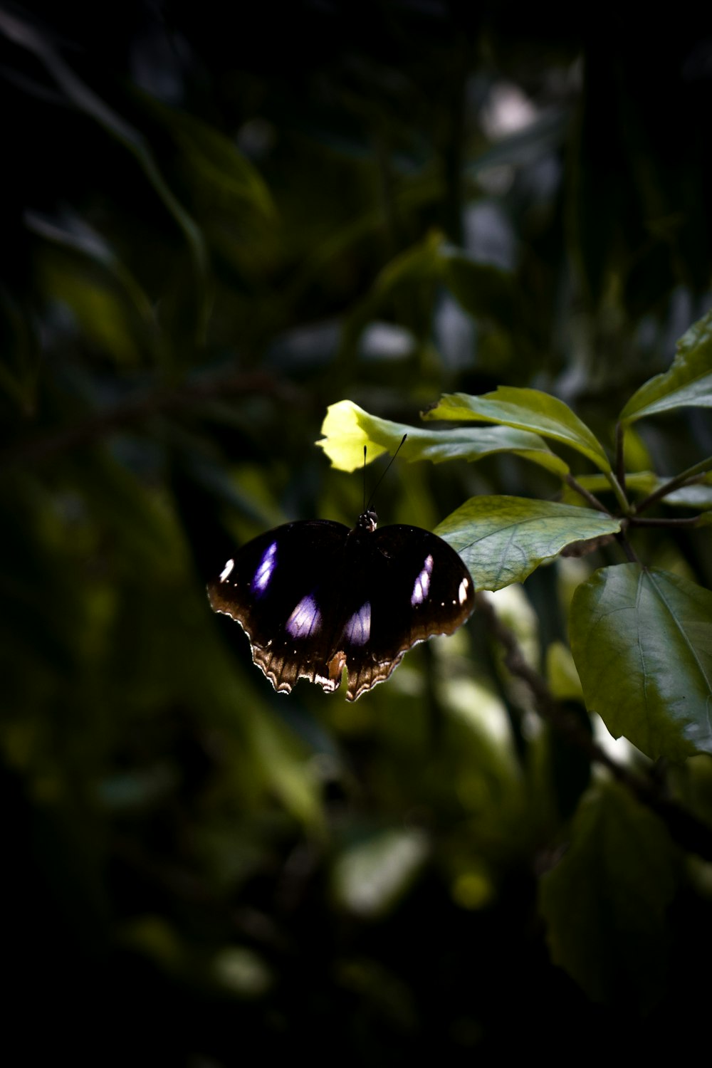 Una mariposa sentada encima de una hoja verde