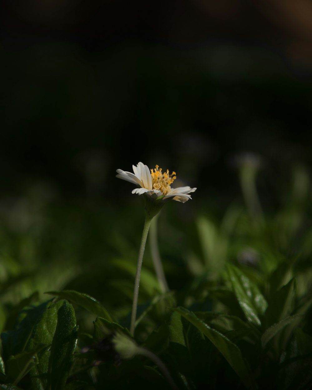 a single white and yellow flower in the grass