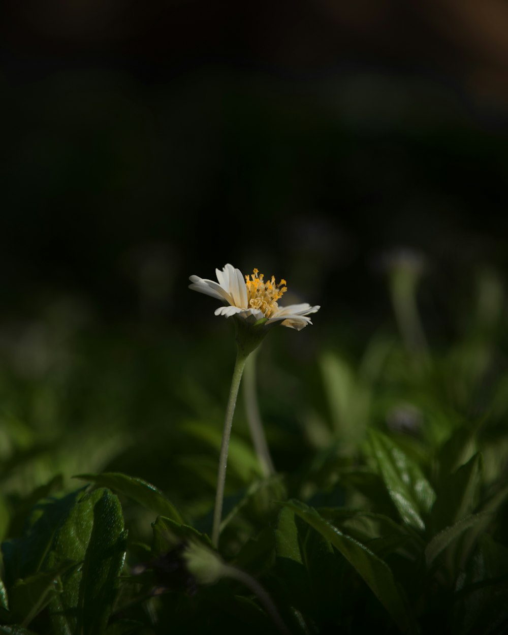 Una sola flor blanca y amarilla en la hierba