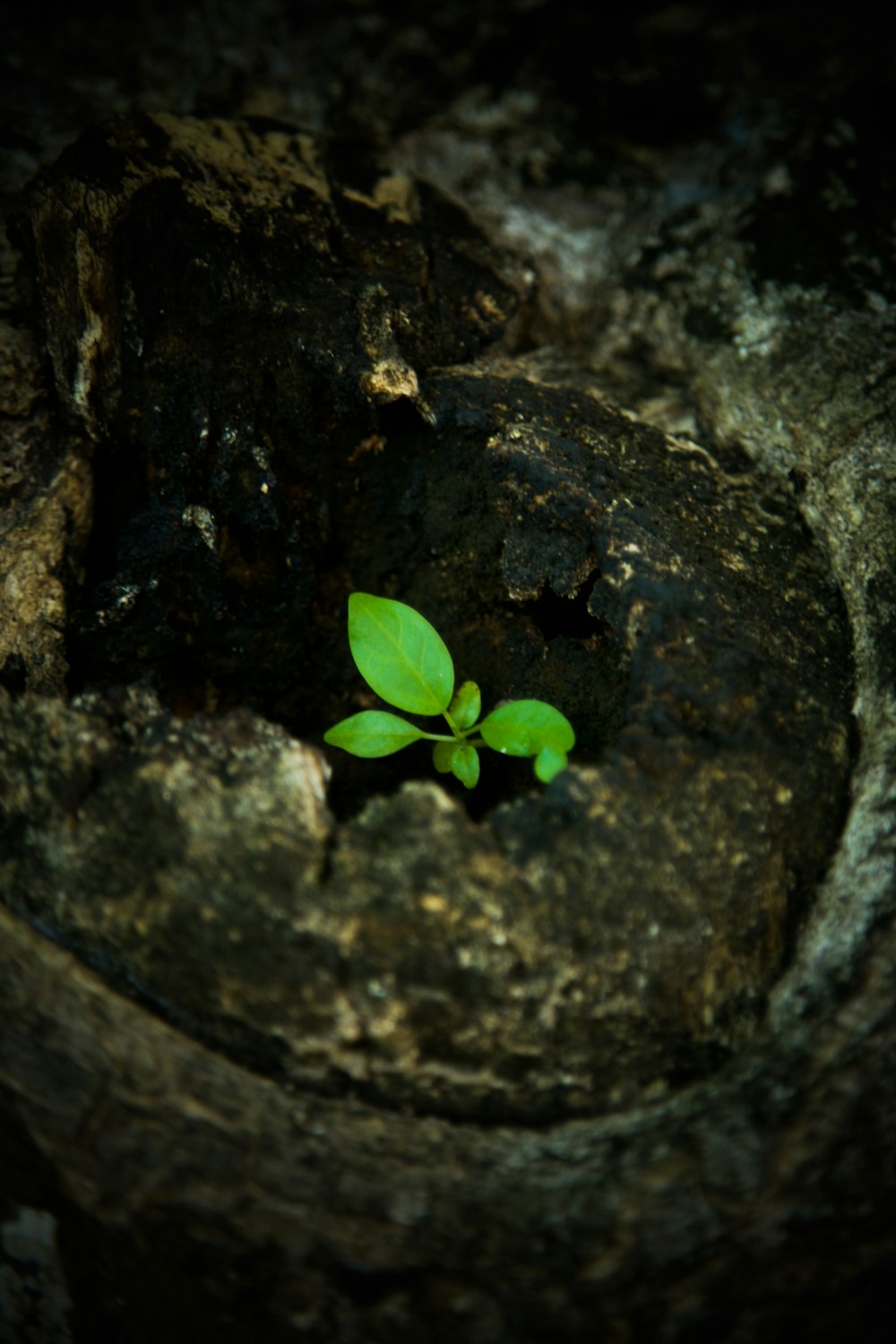 Una pequeña planta brota de una grieta en una roca