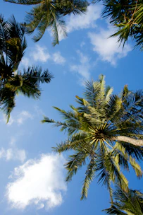 palm trees against a blue sky with clouds