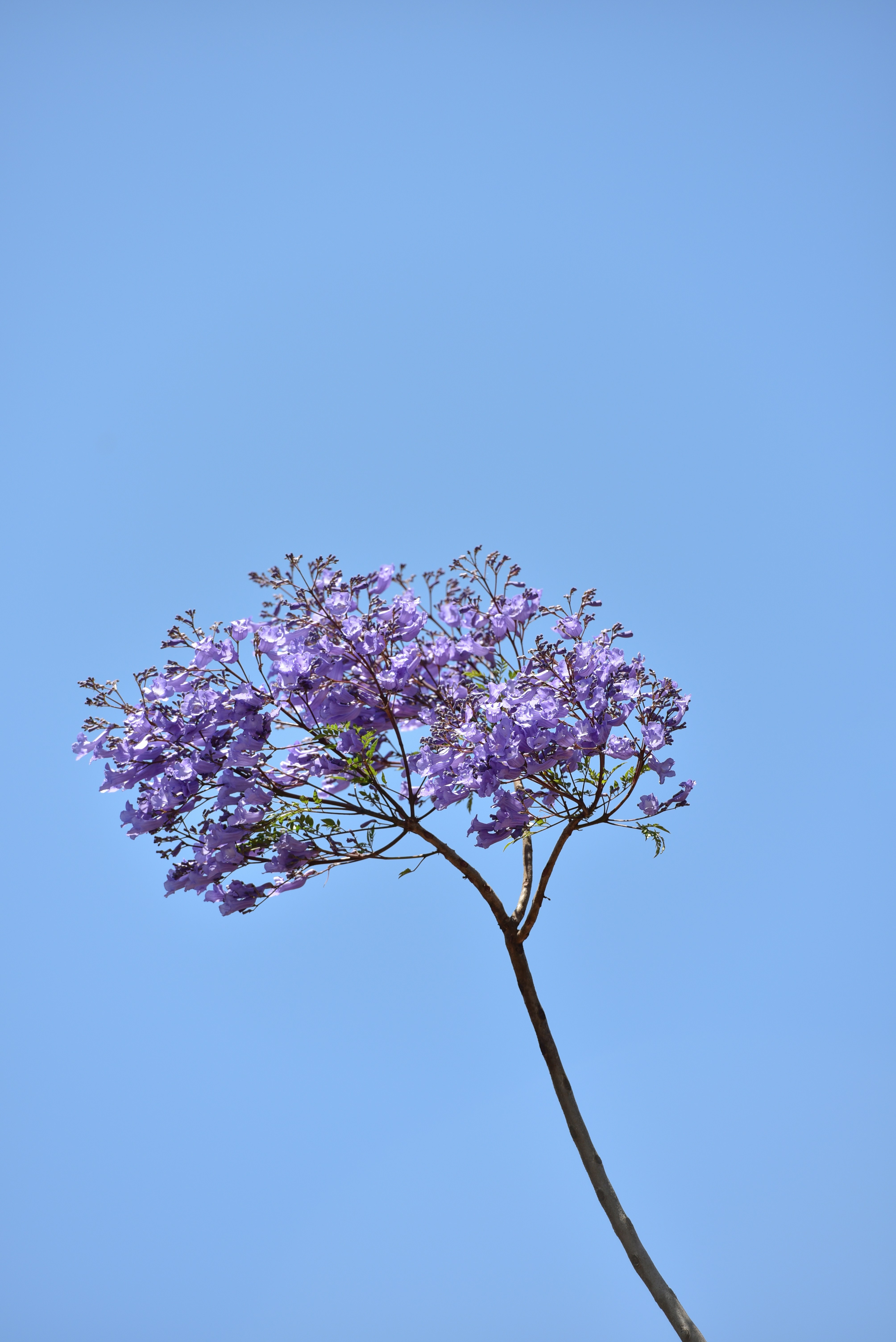 a tree with purple flowers against a blue sky