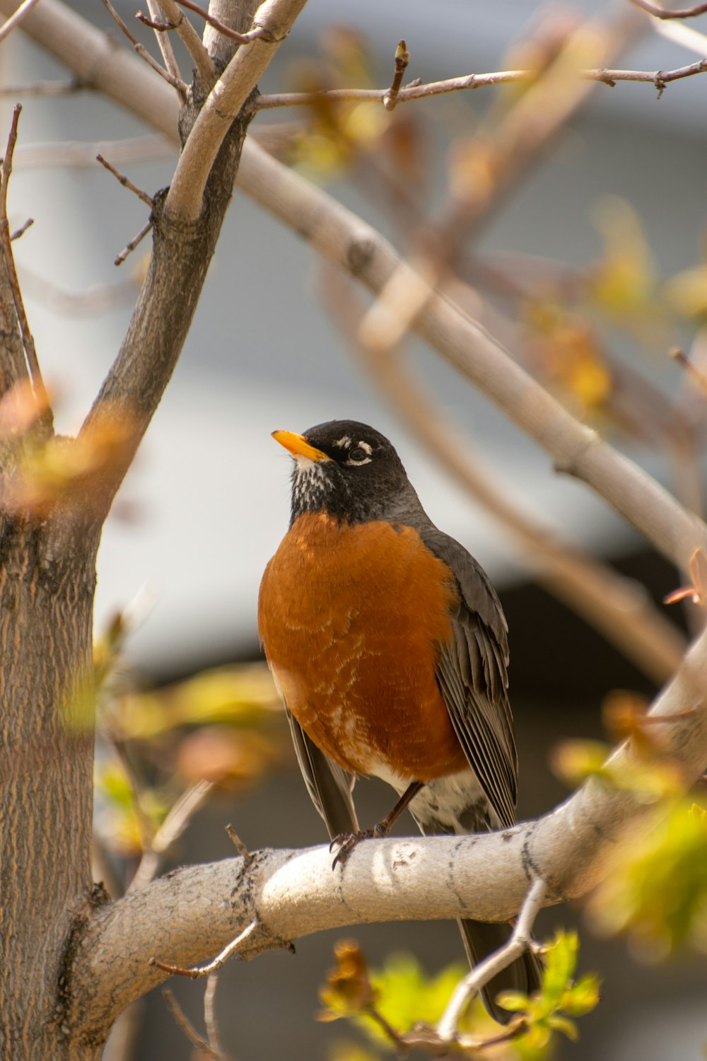 a bird sitting on a branch of a tree