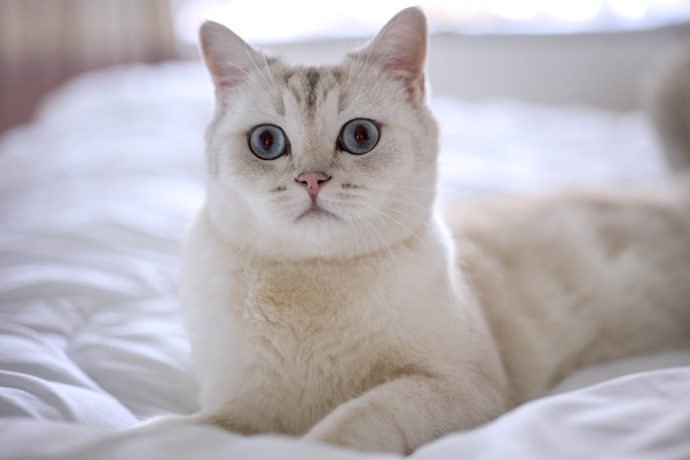 a white cat with blue eyes laying on a bed