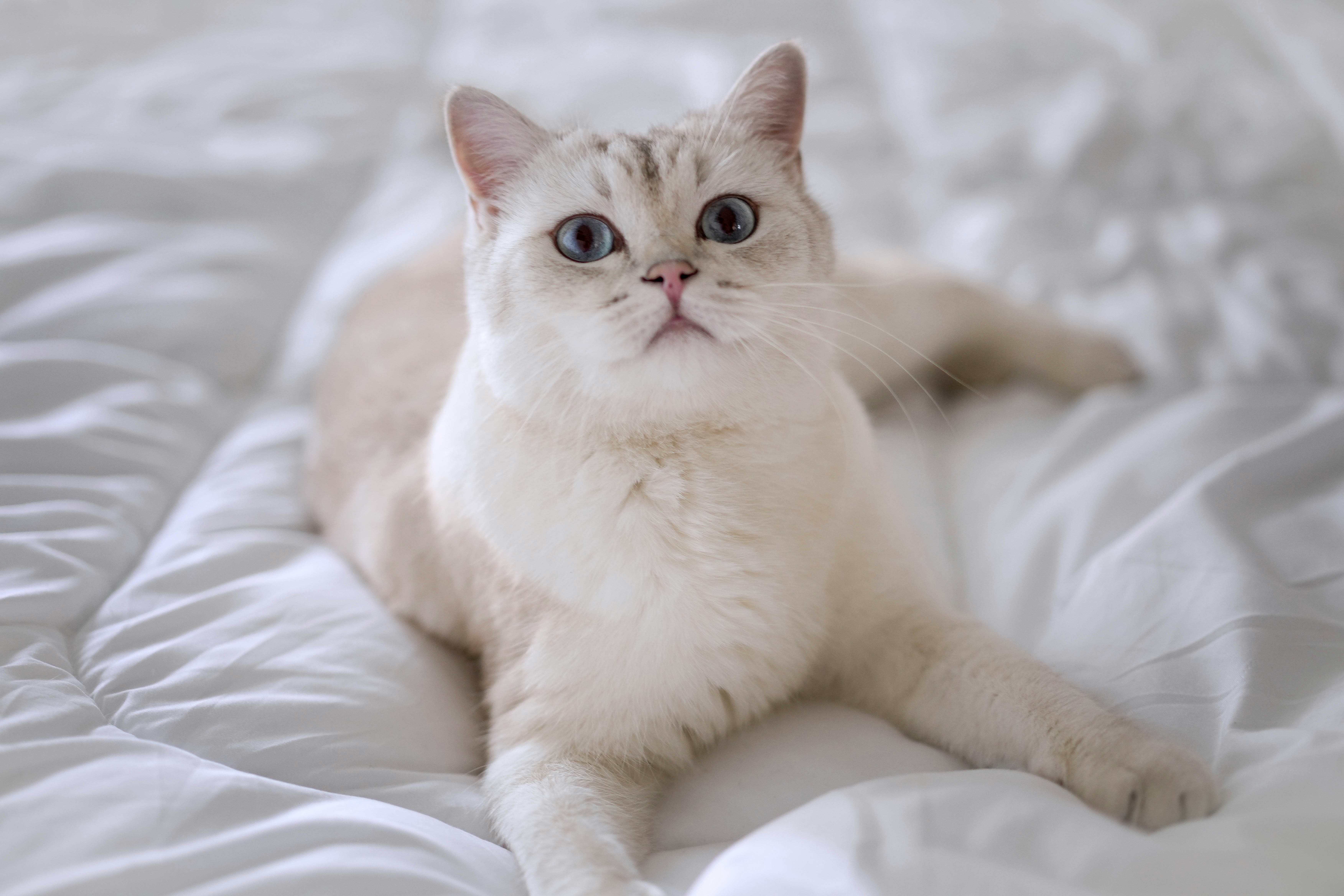 a white cat with blue eyes laying on a bed