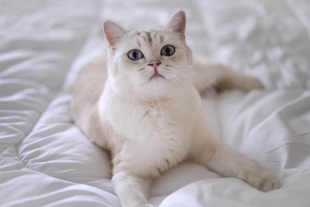 a white cat with blue eyes laying on a bed