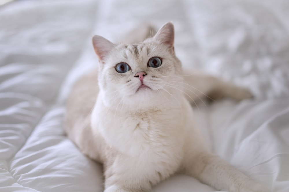 a white cat with blue eyes laying on a bed