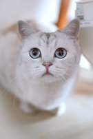 A close-up of a cat's face with bright, curious eyes.