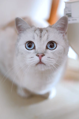 A close-up of a cat’s curious eyes with a soft blue background.