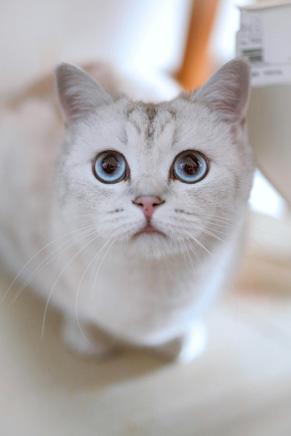 a white cat with blue eyes sitting on a table