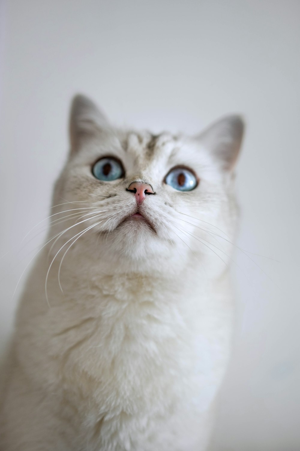 Un gato blanco con ojos azules mirando hacia arriba