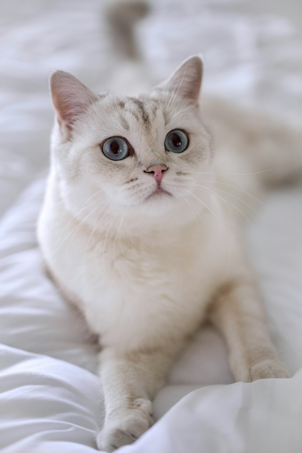 a close up of a cat laying on a bed