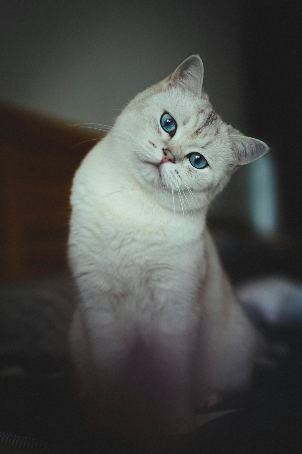 a white cat with blue eyes sitting on a bed