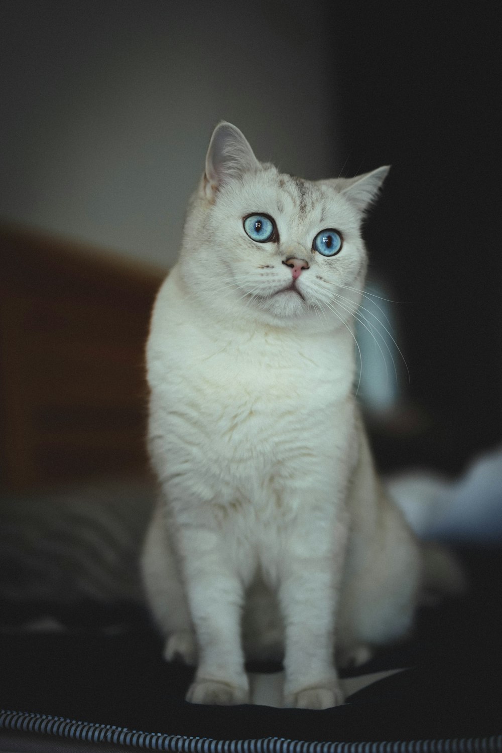 a white cat with blue eyes sitting on a bed