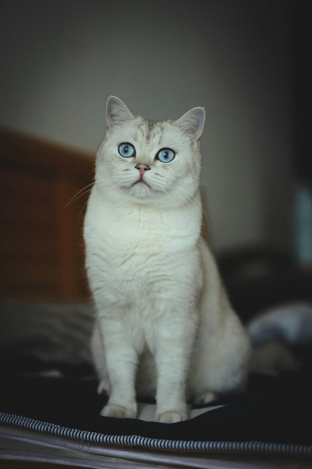 a white cat with blue eyes sitting on a bed