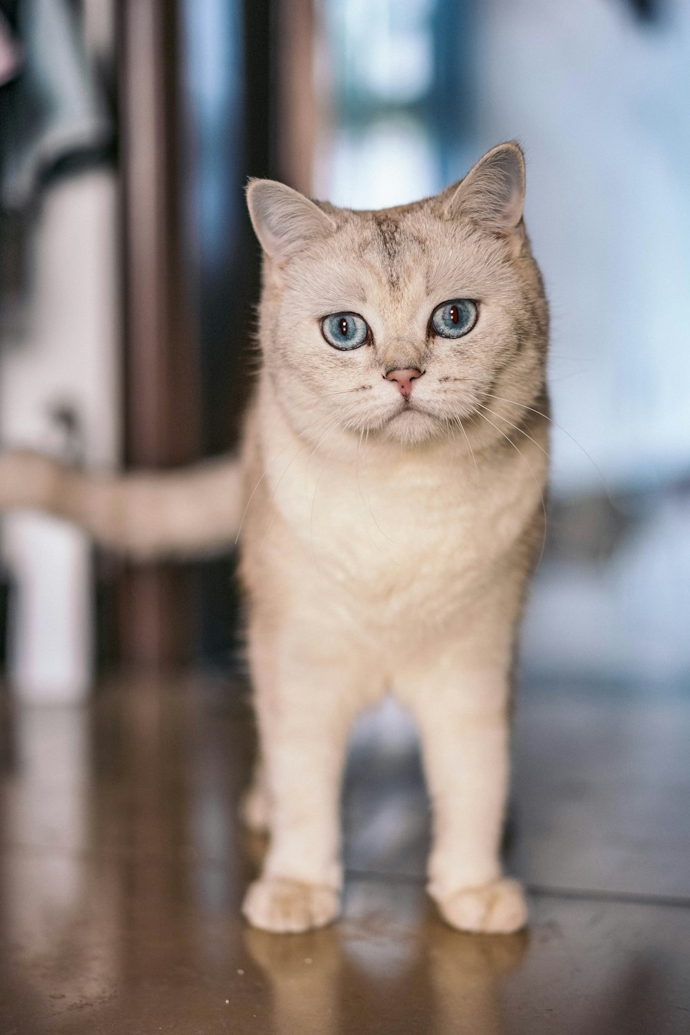 a white cat with blue eyes standing on a wooden floor