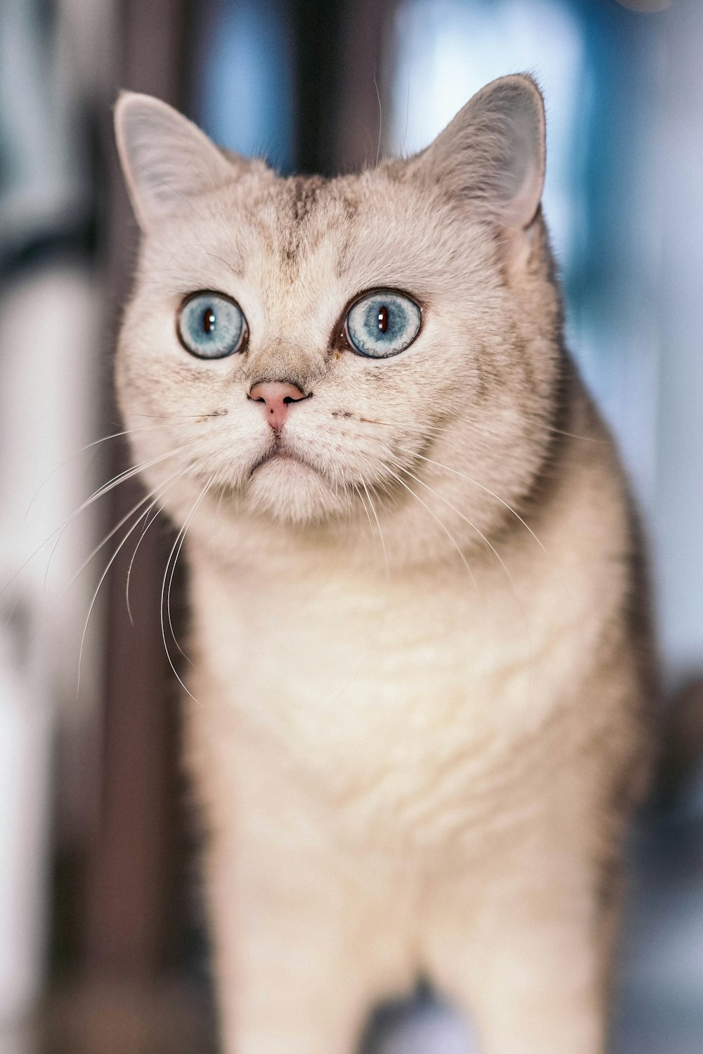 a white cat with blue eyes looking at the camera