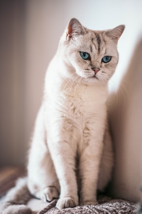 A light-colored cat with striking blue eyes is sitting calmly on a textured surface. The cat has short fur and a soft expression, with a background that is out of focus, giving a warm and gentle ambiance.