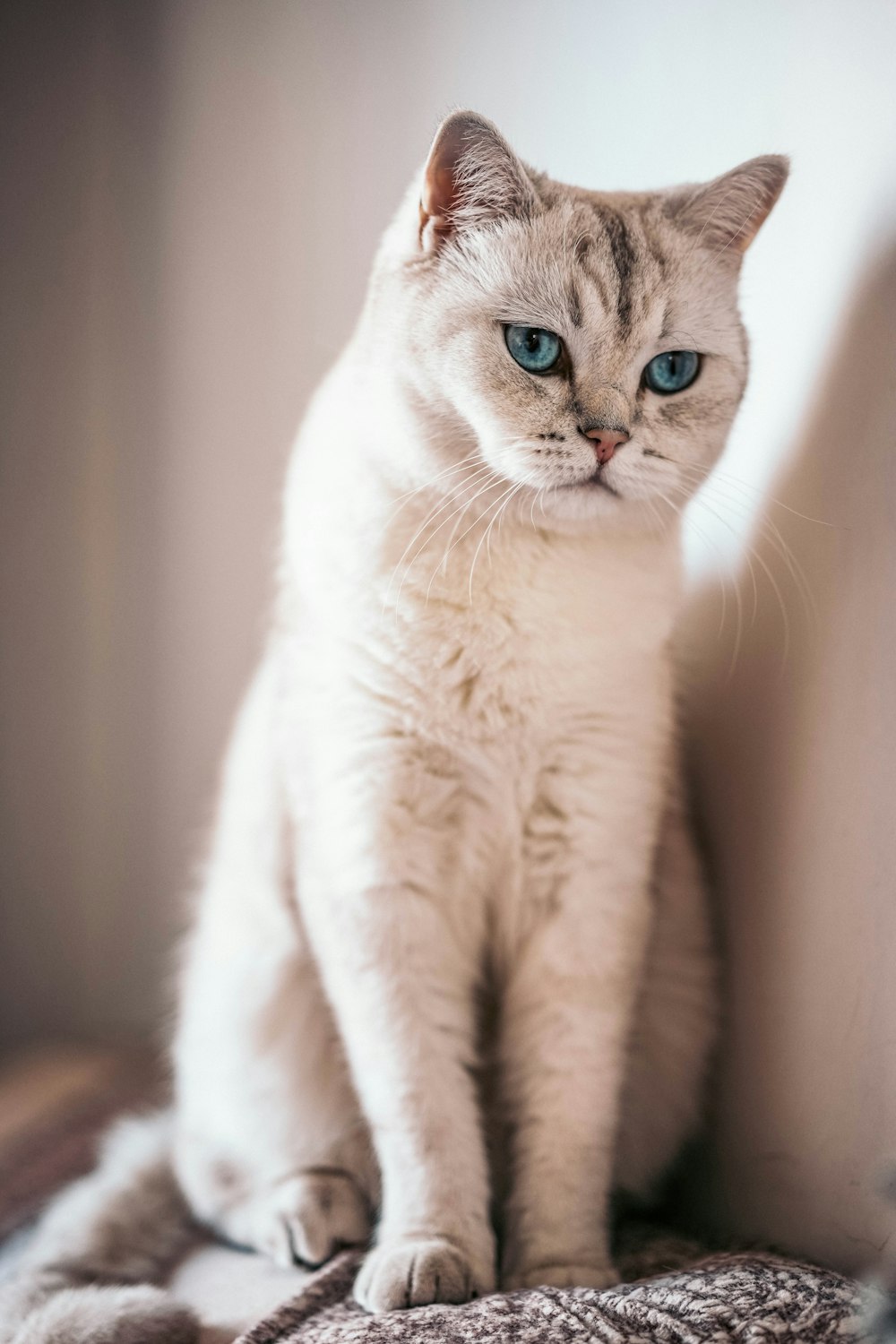 a white cat with blue eyes sitting on a blanket