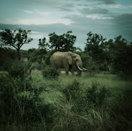 A majestic elephant walking through a serene landscape.
