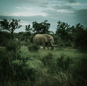 A majestic elephant walking through a serene landscape.