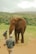 An elephant stands on a dirt path surrounded by lush green vegetation, with two people nearby wearing safari attire. The background shows a hilly landscape under a cloudy sky.