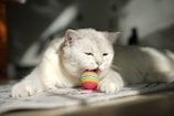A happy cat playing gently with a colorful toy in a bright, inviting room