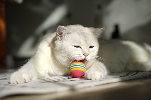 A happy cat playing with toys in a warm, sunlit room.