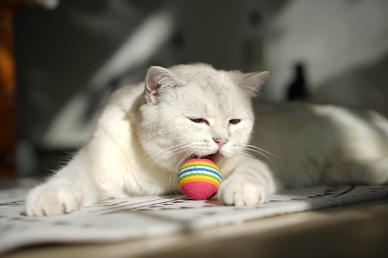 A playful kitten chasing a colorful yarn ball on a soft carpet.