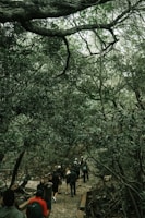 A group of families walking together on a forest trail surrounded by tall trees