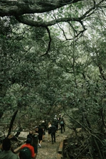 A group of women smiling and walking together in a lush green forest.