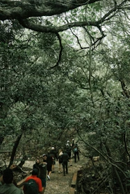 A group walking together on a winding path through a peaceful forest, symbolizing the journey of faith.