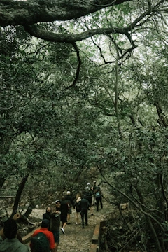 A small group of diverse people walking through a sunlit forest trail, surrounded by tall trees and greenery.